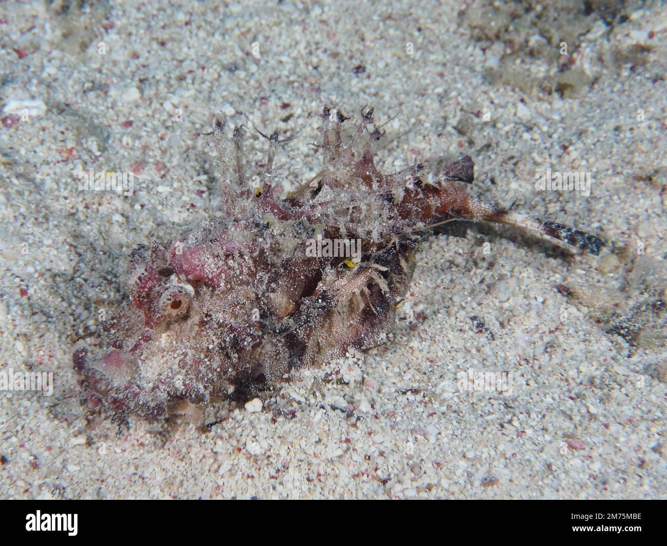 Red Sea Walkman Filament Devilfish (Inimicus filamentosus) Devilfish