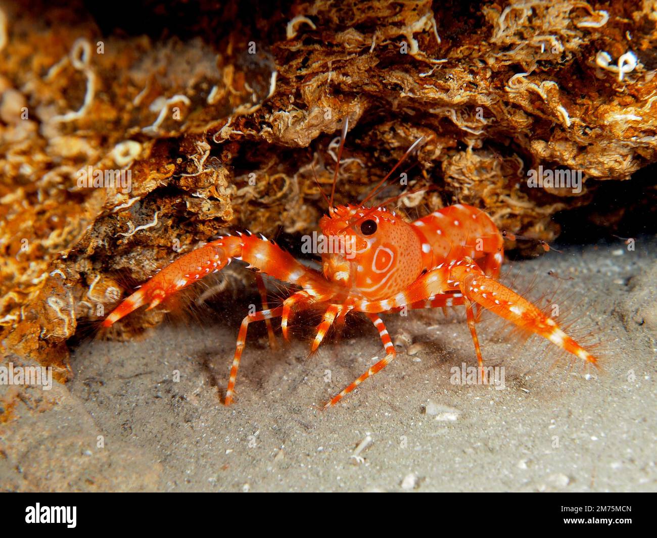 Red Atlantic Reef Lobster (Enoplometopus antillensis) . Dive site El Cabron Marine Reserve, Arinaga, Gran Canaria, Spain, Atlantic Ocean Stock Photo