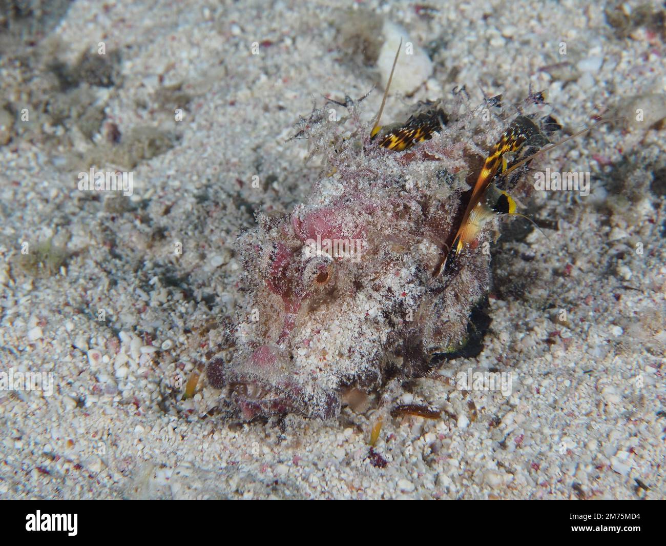 Red Sea Walkman Filament Devilfish (Inimicus filamentosus) Devilfish