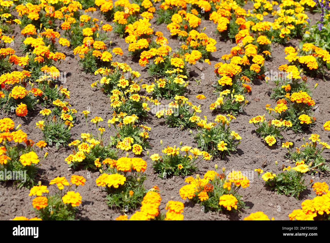 Yellow marigolds on a flower bed, Germany Stock Photo