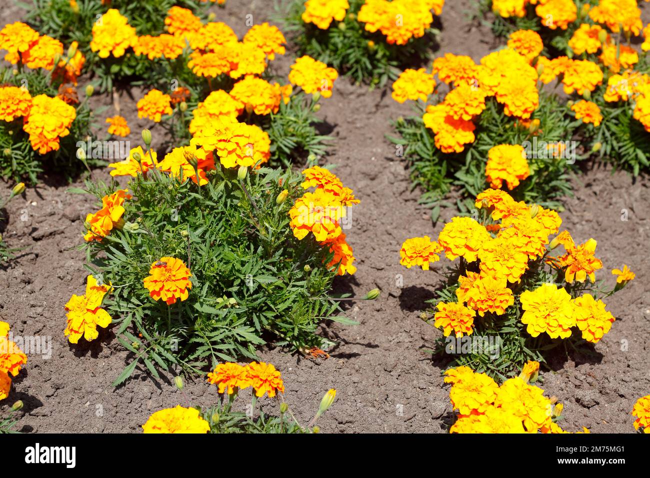 Yellow marigolds on a flower bed, Germany Stock Photo