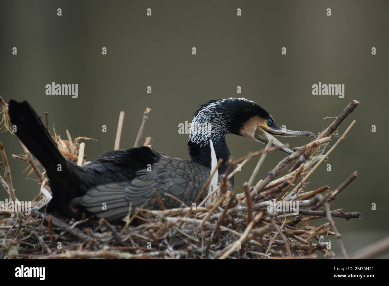 Great Cormorant Phalacrocorax Carbo Breeding In The Nest At The 