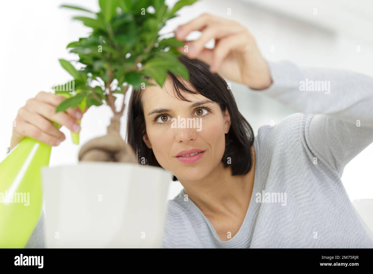 Watering a bonsai hires stock photography and images Alamy