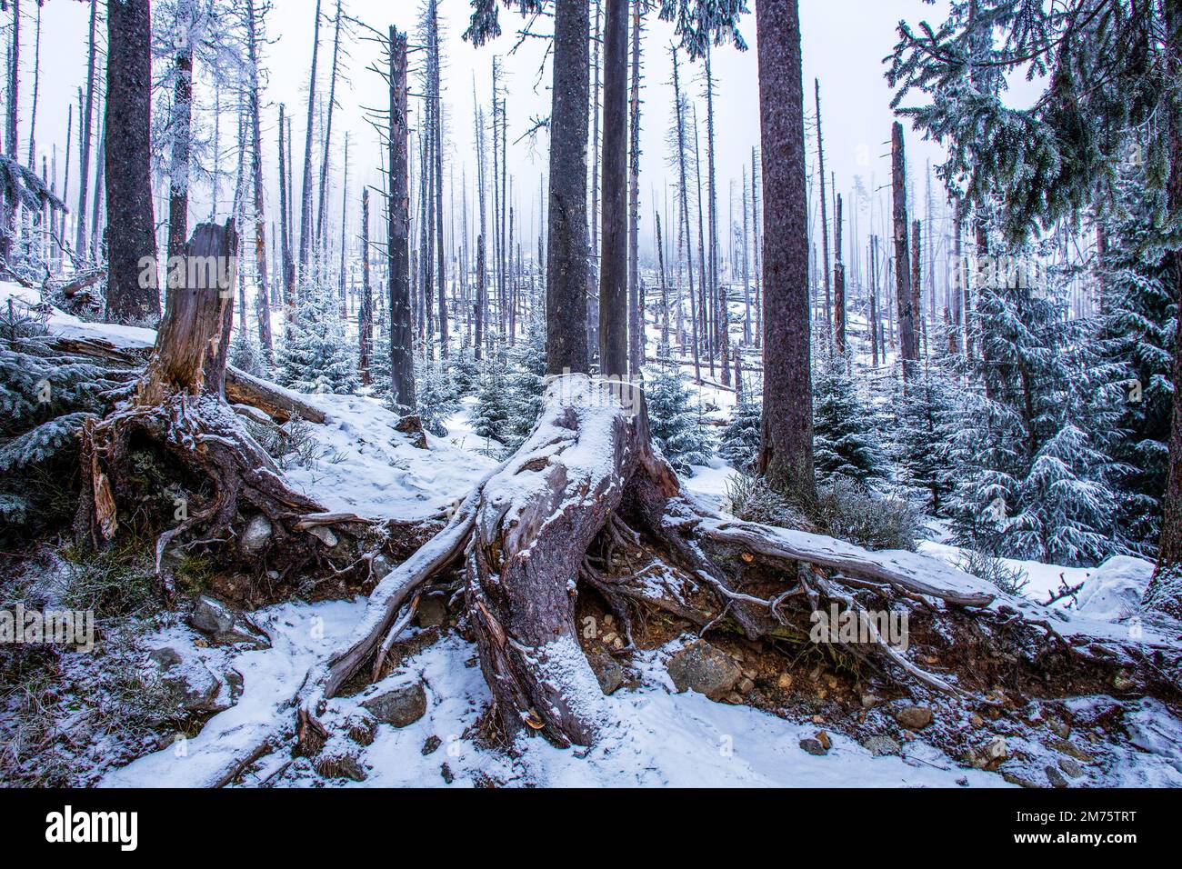 Fantastic Winter view on sawn spruce stumps with snow on spruces (fir trees) and snow-covered ground on a steep slope in the Polish Tatras (reserve) n Stock Photo