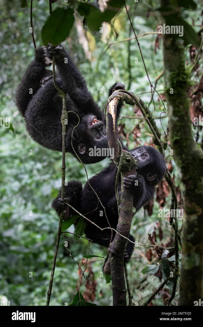 A pair of young mountain gorillas (Gorilla beringei beringei) playing around in Uganda's Bwindi Impenetrable Forest. Stock Photo