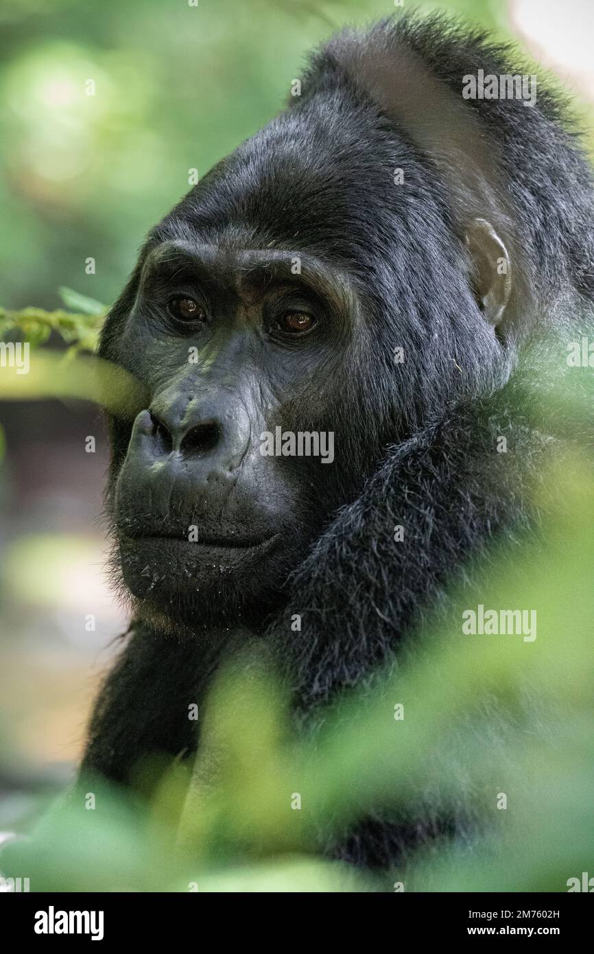 An imposing silver back mountain gorilla (Gorilla beringei beringei) in Uganda's Bwindi Impenetrable Forest. Stock Photo
