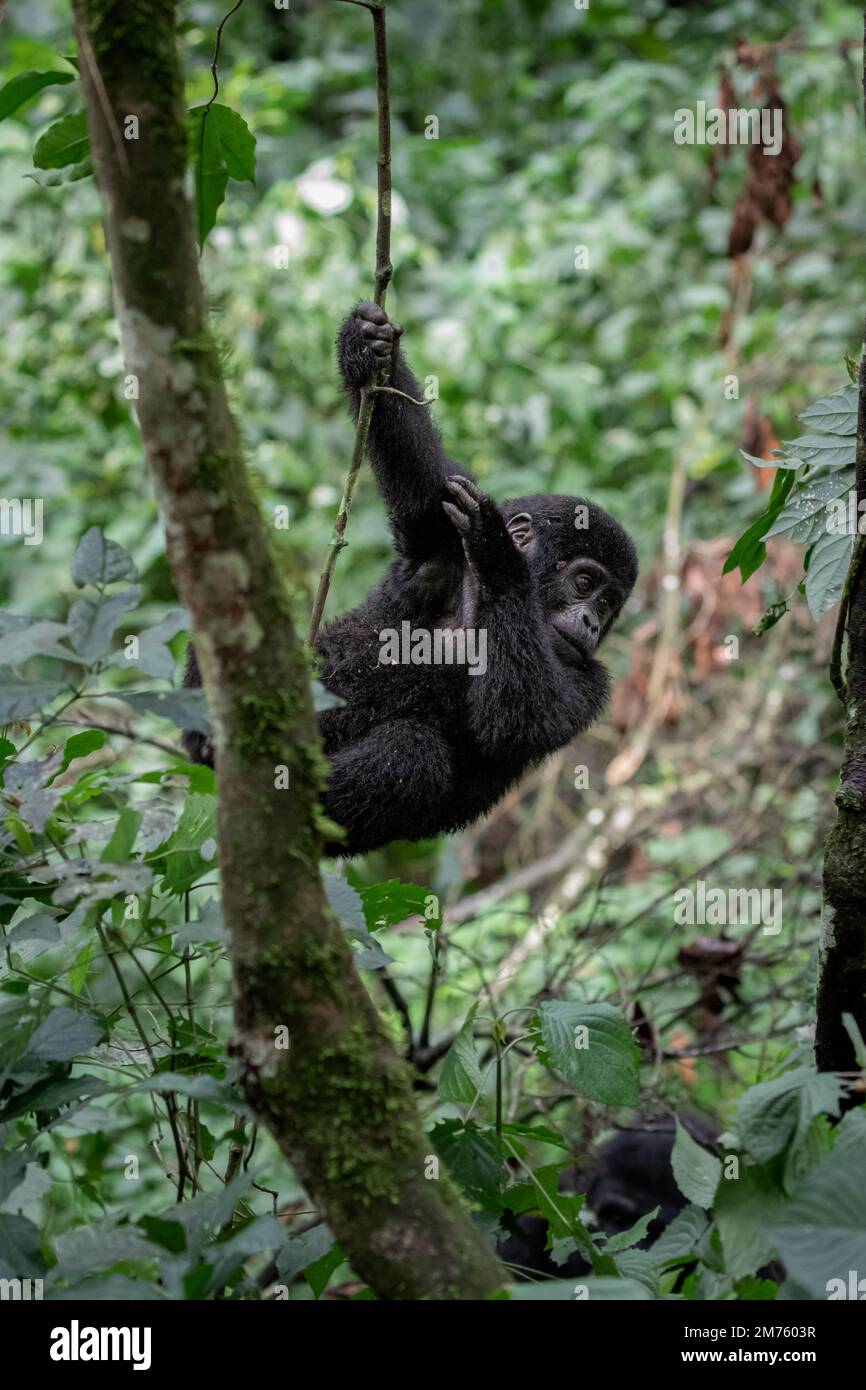 Young mountain gorilla (Gorilla beringei beringei) playing on a tree in Uganda's Bwindi National Park. Stock Photo