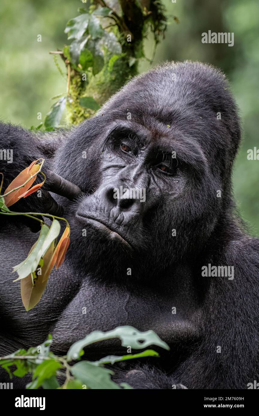 An imposing silver back mountain gorilla (Gorilla beringei beringei) in Uganda's Bwindi Impenetrable Forest. Stock Photo