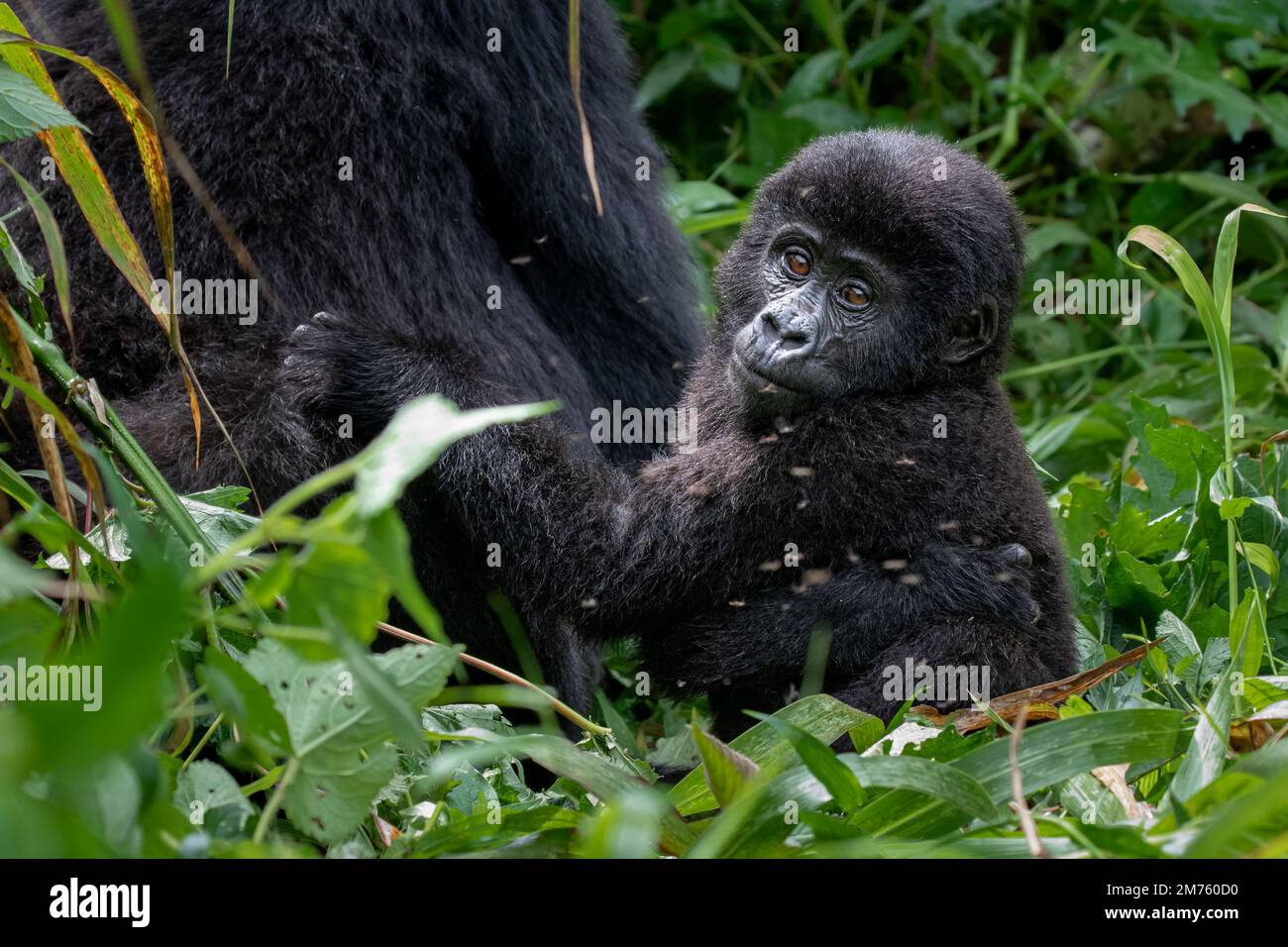 A young mountain gorilla (Gorilla beringei beringei) sitting in an open patch of forest next to his family in Bwindi Impenetrable Forest, Uganda. Stock Photo