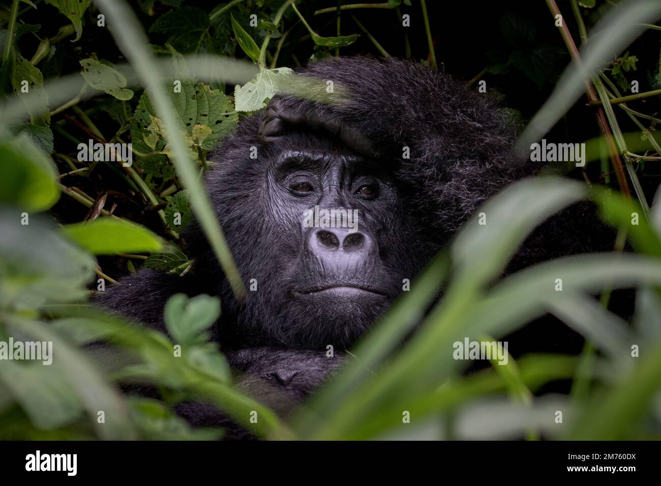 A female mountain gorilla (Gorilla beringei beringei) seems to enjoy a quiet moment of quiet contemplation in Uganda's Bwindi Impenetrable Forest. Stock Photo