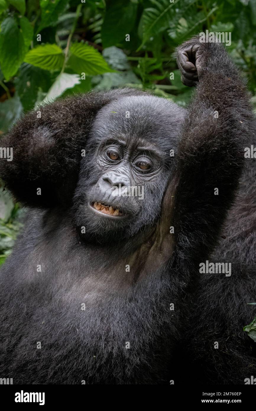 Play fighting young mountain gorilla (Gorilla beringei beringei) shows his teeth. Bwindi Impenetrable Forest, Uganda. Stock Photo