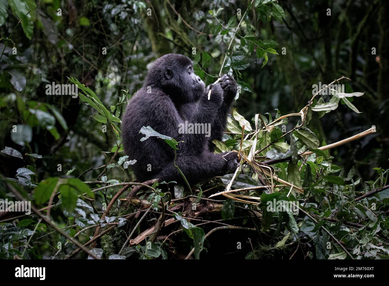 A mountain gorilla (Gorilla beringei beringei) sitting on a tree in Uganda's Bwindi Impenetrable Forest, feeding on the foliage. Stock Photo