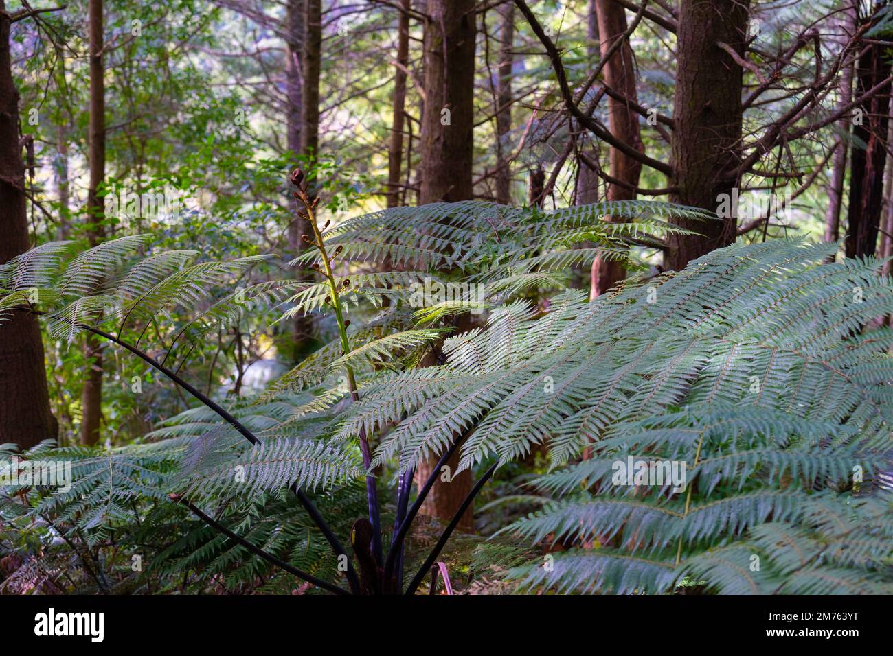 A native New Zealand tree fern (Dicksonia squarrosa) Stock Photo