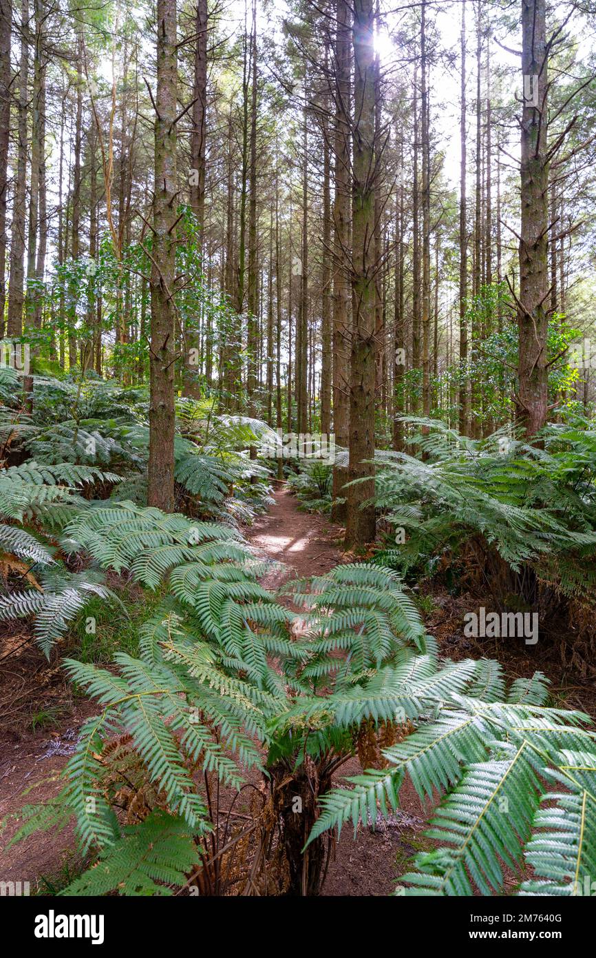 Whakarewarewa forest in Rotorua, New Zealand featuring a collection of