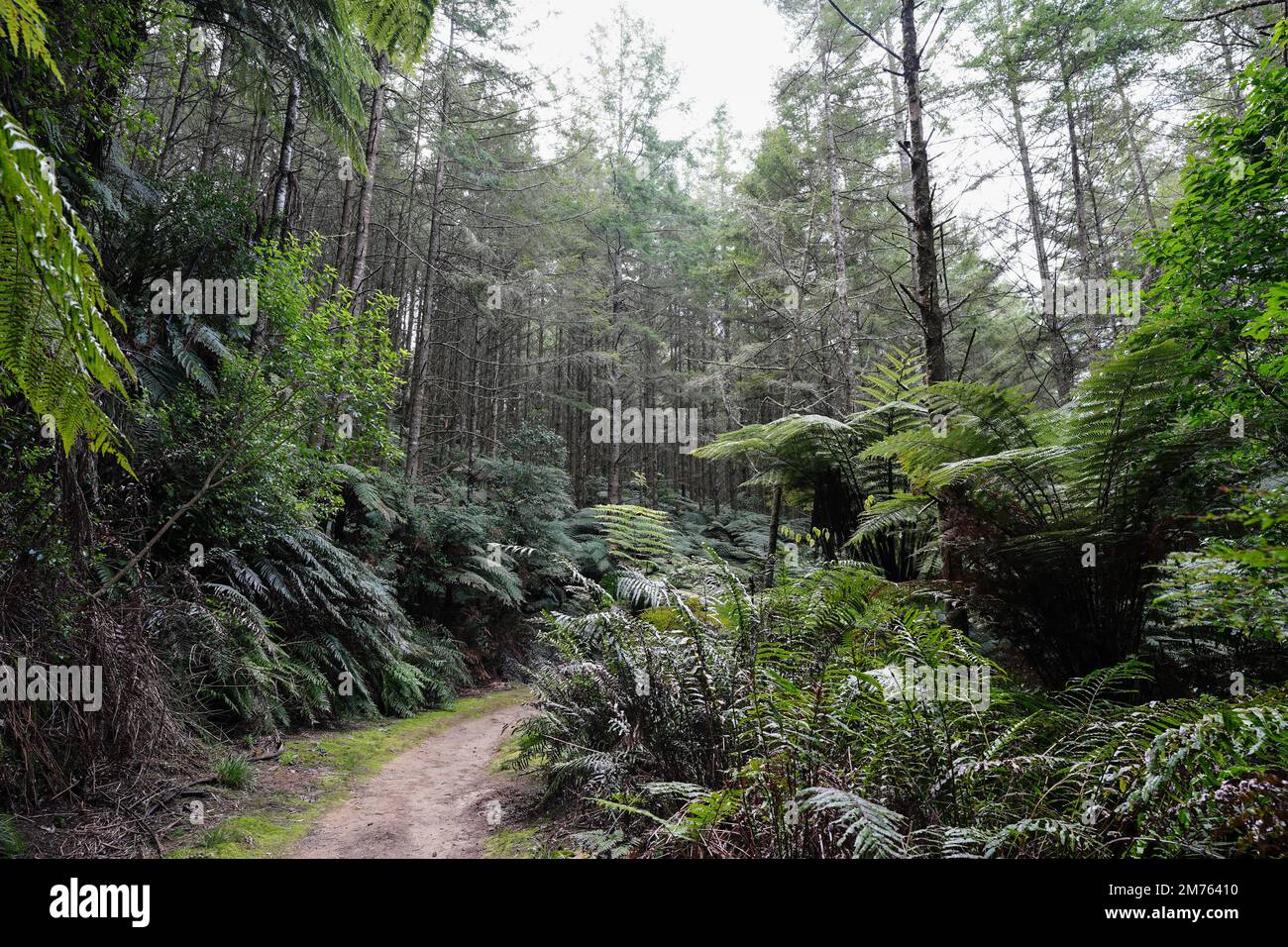 Whakarewarewa forest in Rotorua, New Zealand featuring a collection of Californian Coastal Redwoods Stock Photo
