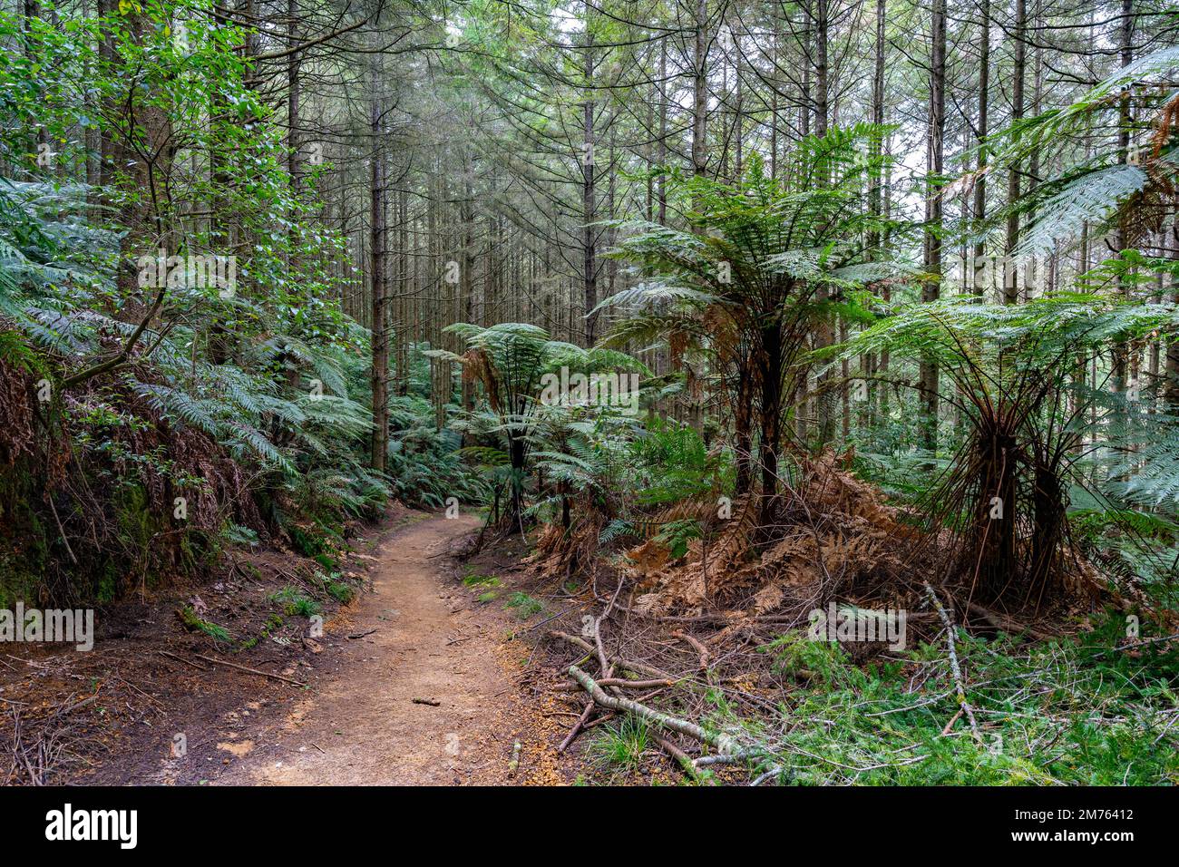 Whakarewarewa forest in Rotorua, New Zealand featuring a collection of Californian Coastal Redwoods Stock Photo
