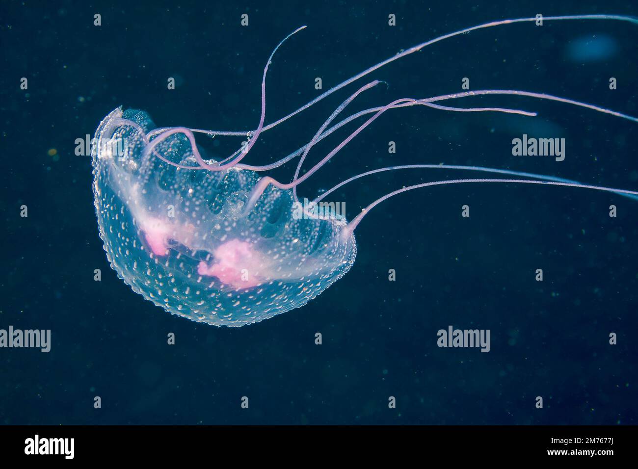 Thousands of these luminescent jellyfish, Pelagia noctiluca, filled the water column in the Philippines. Stock Photo