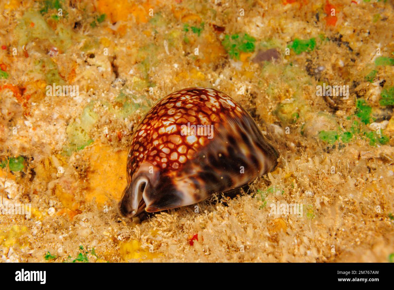 The reticulated cowry, Cypraea maculifera, is also referred to as the blotched cowry, Hawaii. Stock Photo