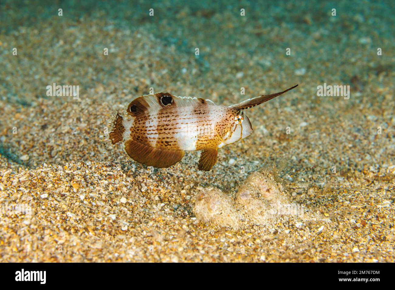 The juvenile peacock razor wrasse, Iniistius pavo, will twist and bend when swimming to imitating a drifting leaf, Hawaii. Stock Photo