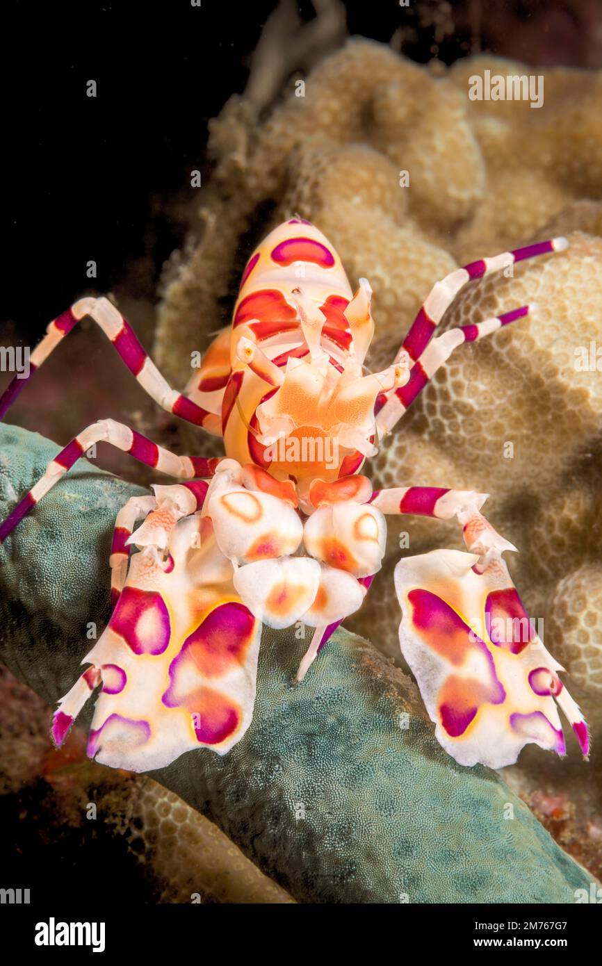 Harlequin shrimp, Hymenocera picta, feeding on a seastar.  Hawaii. Stock Photo