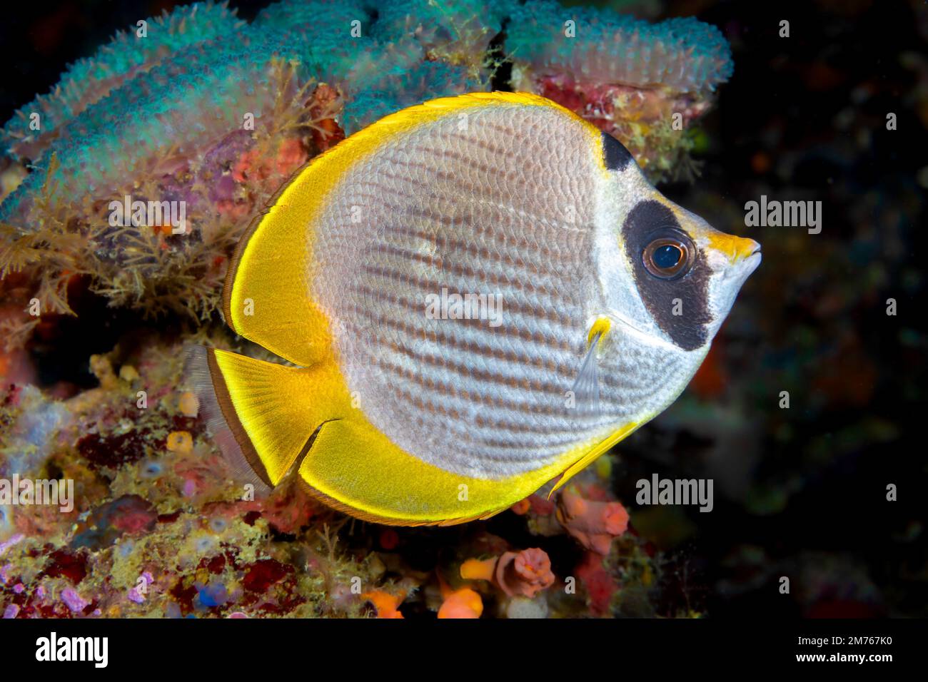 The Philippine butterflyfish, Chaetodon adiergastos, is also known as a panda butterflyfish, Philippines. Stock Photo