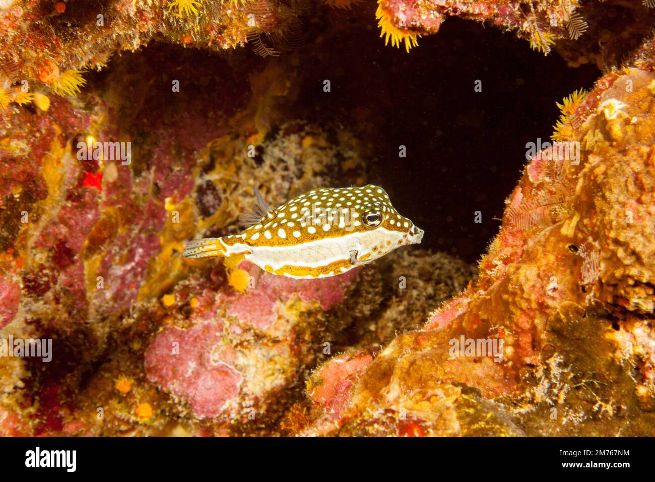 A female Whitley's Boxfish, Ostracion whitleyi, Hawaii. Males are blue and very rare in Hawaii. Stock Photo