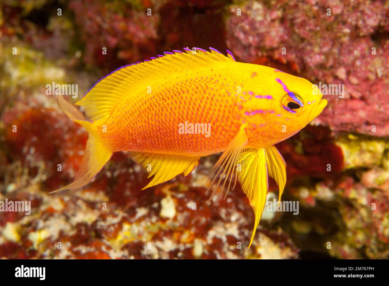 A female Hawaiian longfin anthias, Pseudanthias hawaiiensis, Hawaii. This species is uncommon in Hawaii where it is endemic. Stock Photo