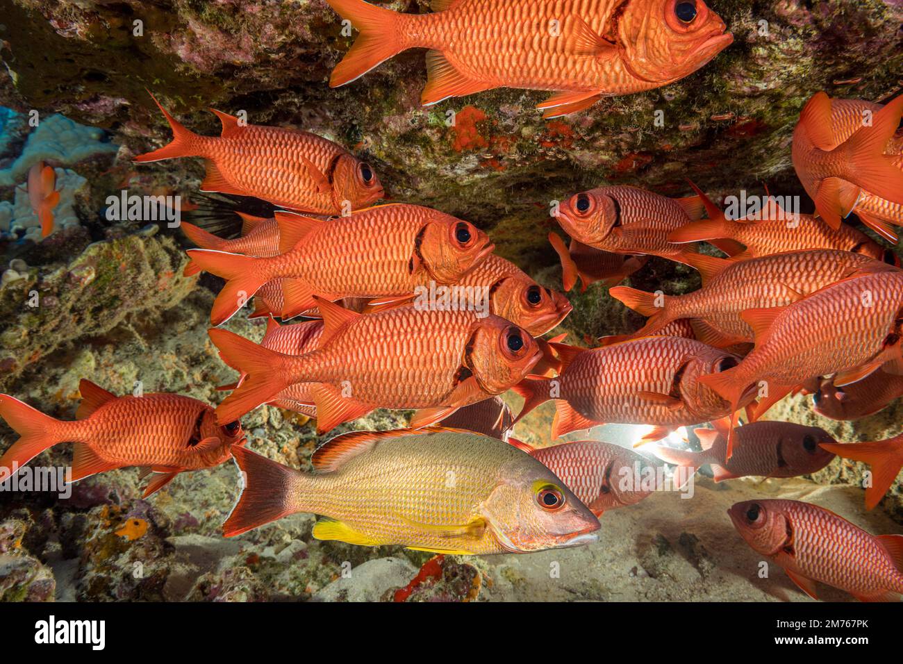 This blacktail snapper, Lutjanus fulvus, stands out from a school of shoulderbar soldierfish, Myripristis kuntee. Hawaii. The blacktail snapper is one Stock Photo