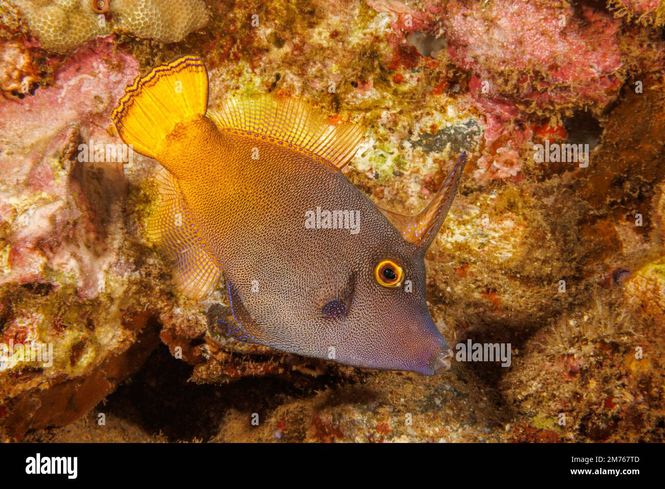 It is said that the yellowtail filefish, Pervagor aspricaudus, can reach 7 inches in length, although most in Hawaii are half this size. Stock Photo