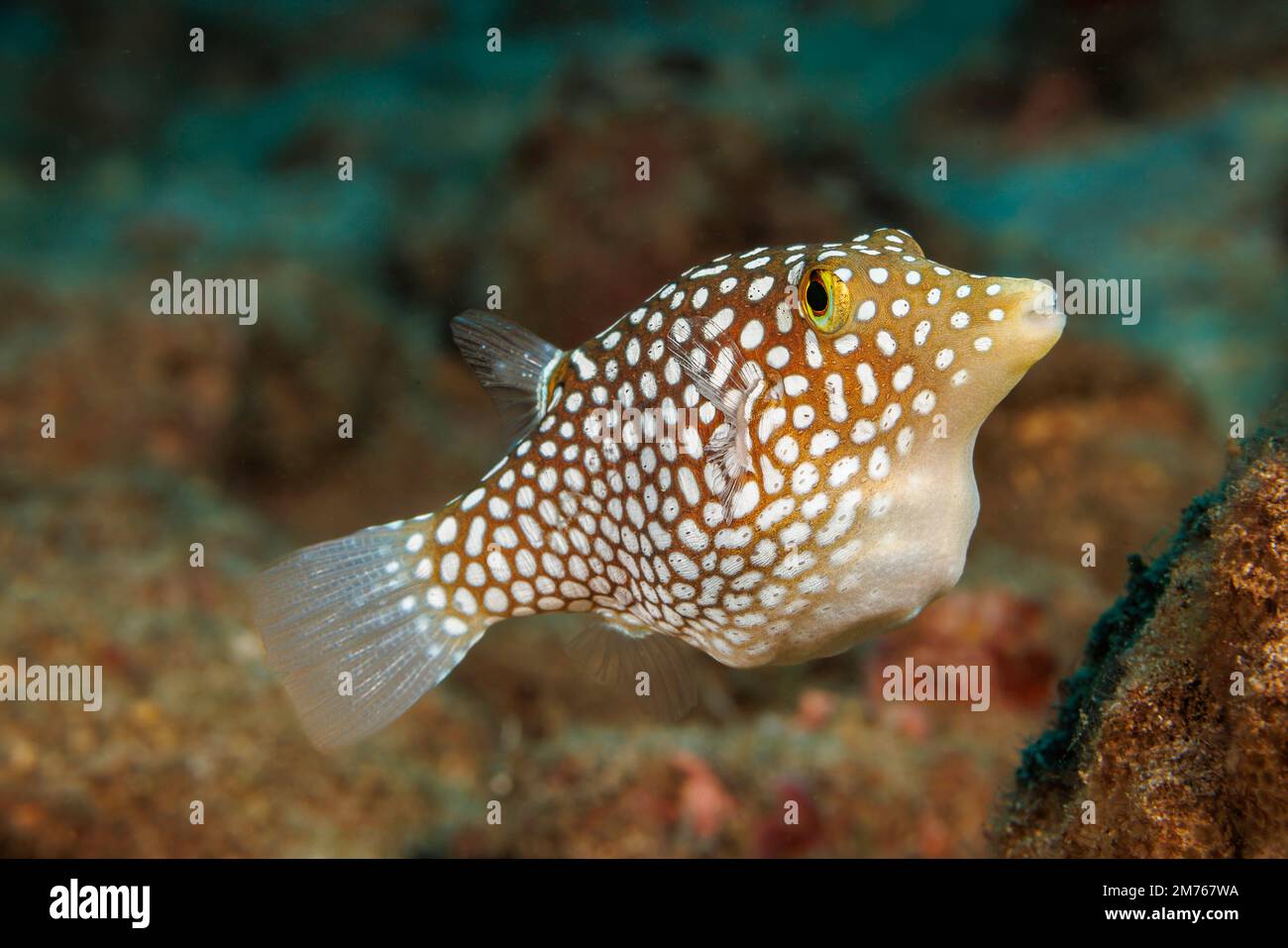 The endemic Hawaiian whitespotted toby, Canthigaster jactator,  is one of the smaller members of the pufferfish family. They are less than four inches Stock Photo