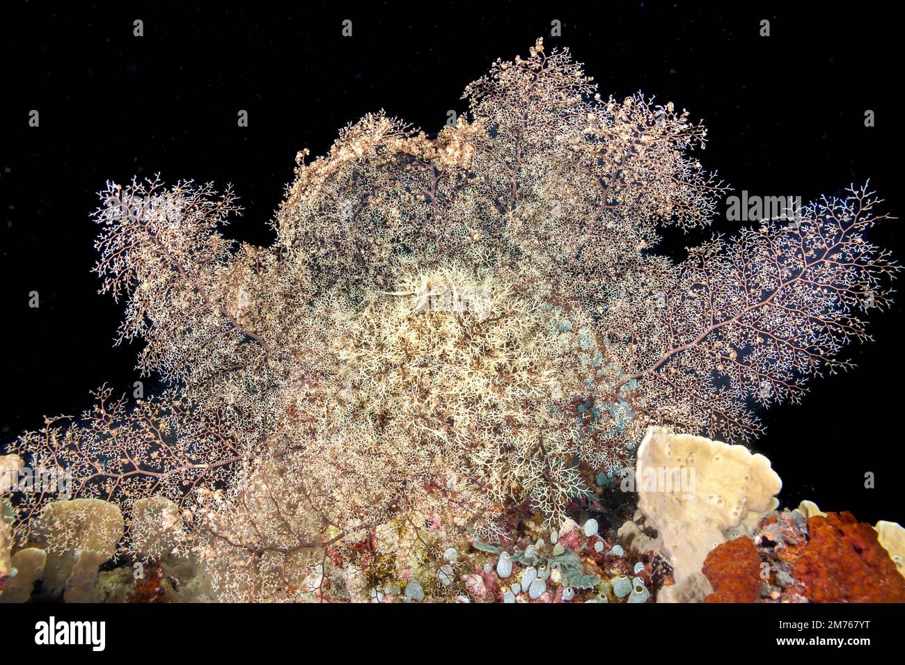 The branching arms of this basket Star, Astroboa nuda, are capturing passing plankton from the waters around Tubbatah Reef, Philippines. During the da Stock Photo