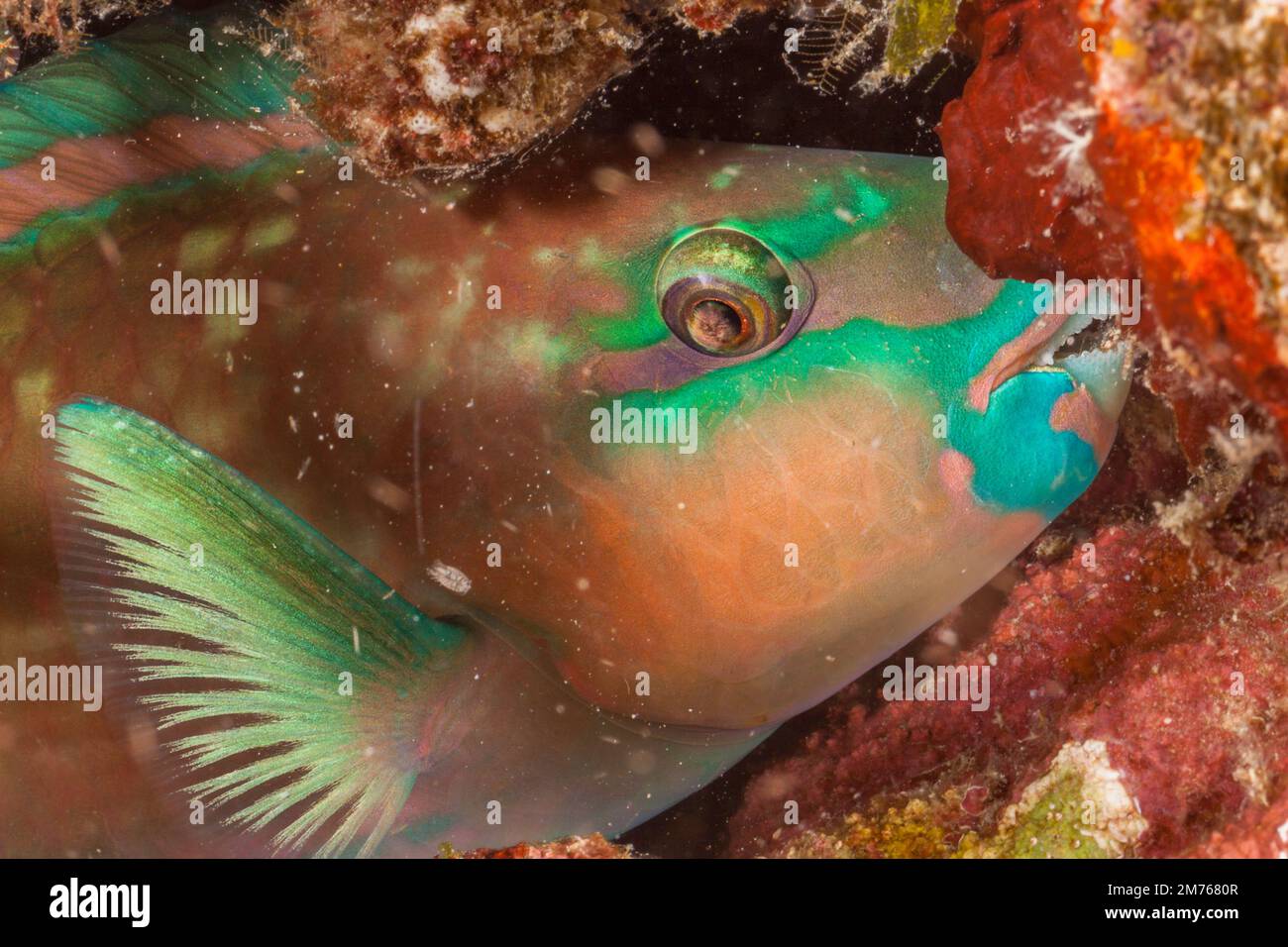 A tricolor parrotfish, Scarus tricolor, sleeping at night protected by a mucus cocoon that it secrets, Tubbataha Reef,  Philippines. A parasite can be Stock Photo