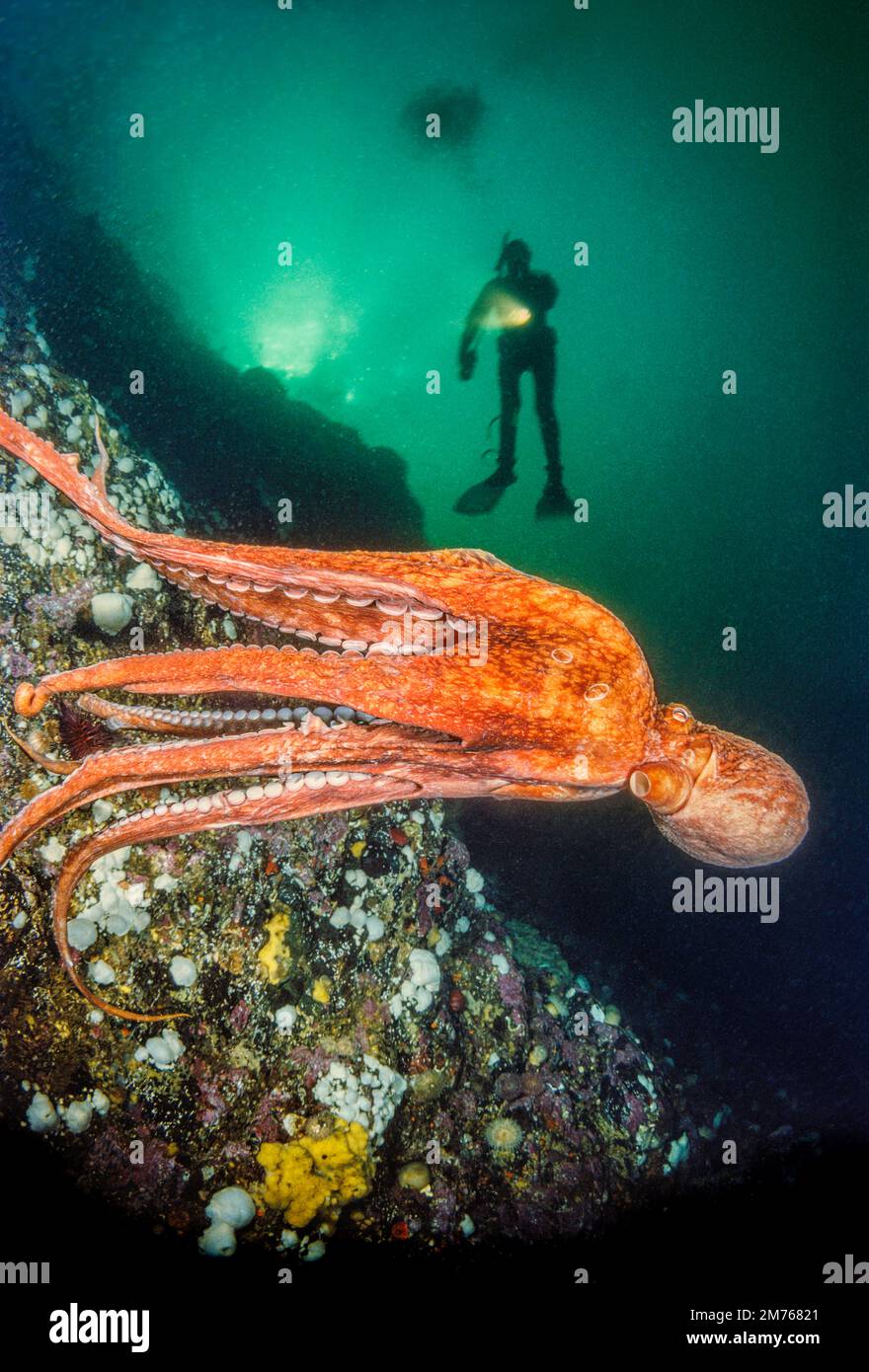 A giant Pacific octopus, Enteroctopus dolfleini, and a diver (MR) on a