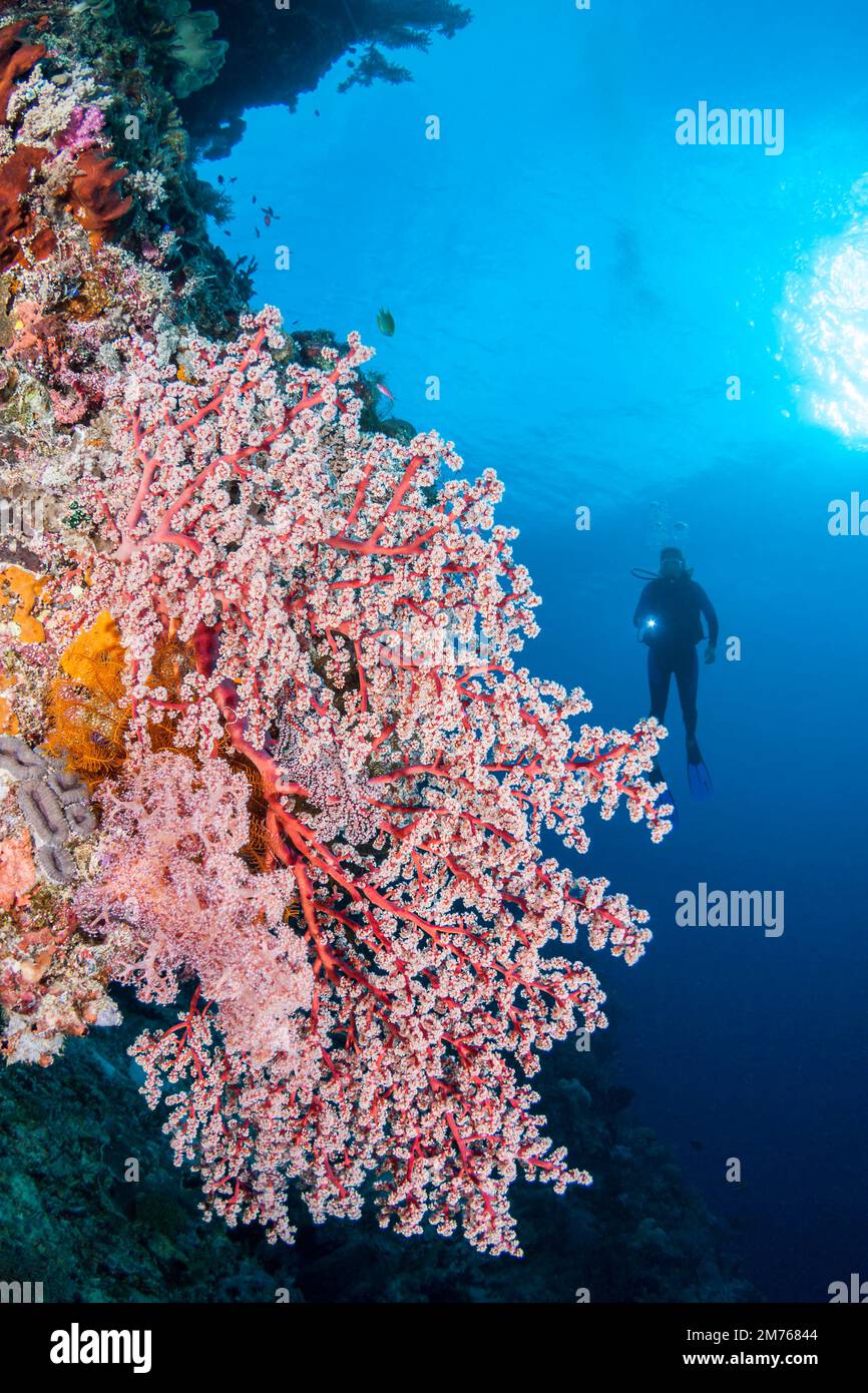 Diver (MR) and a fan of Godeffroys soft coral, Siphonogorgia godeffroyi, Tubbataha Reef, Philippines. This species catches microplankton and prefers r Stock Photo