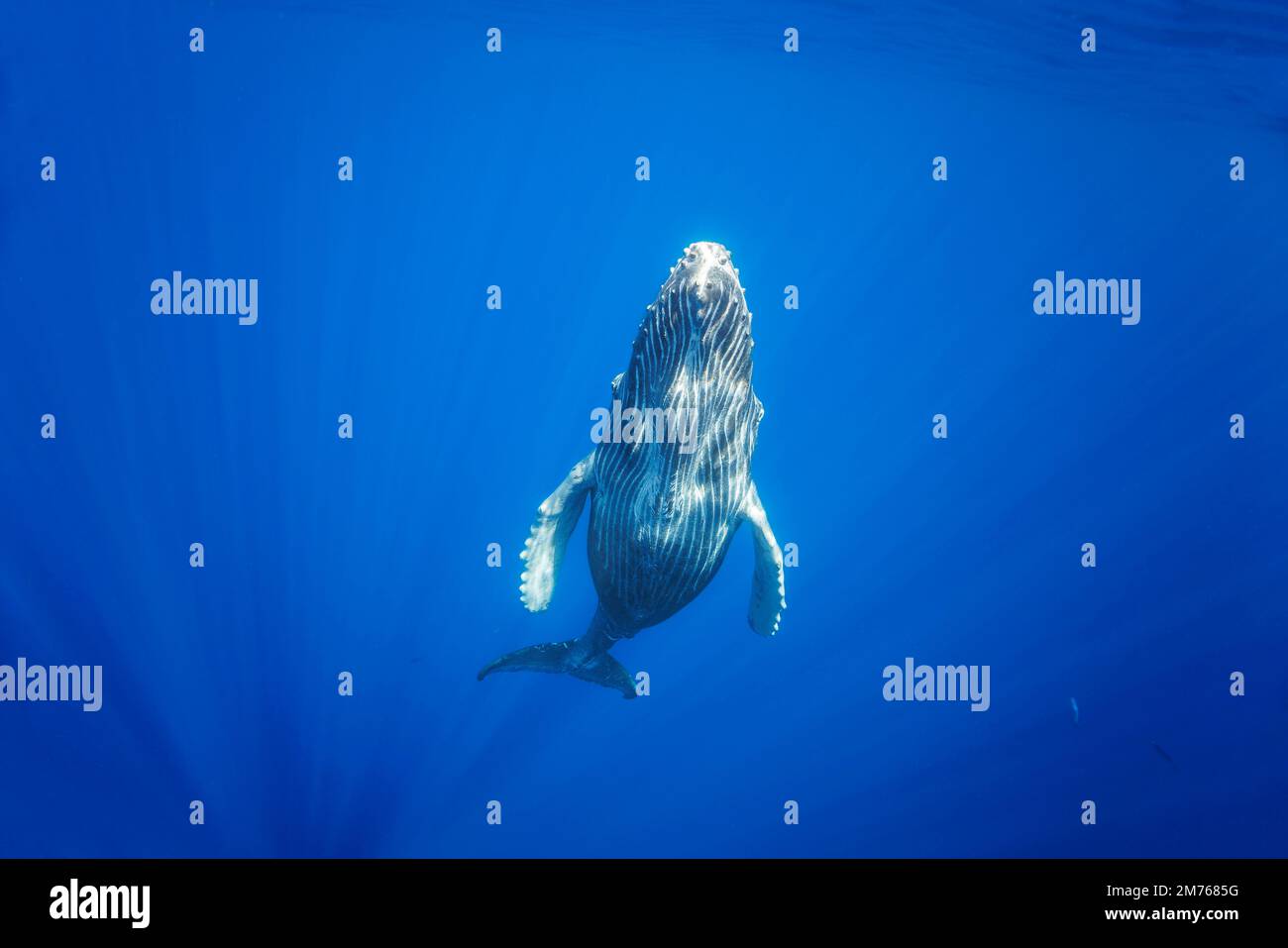 Both eyes of this humpback whale, Megaptera novaeangliae, can clearly