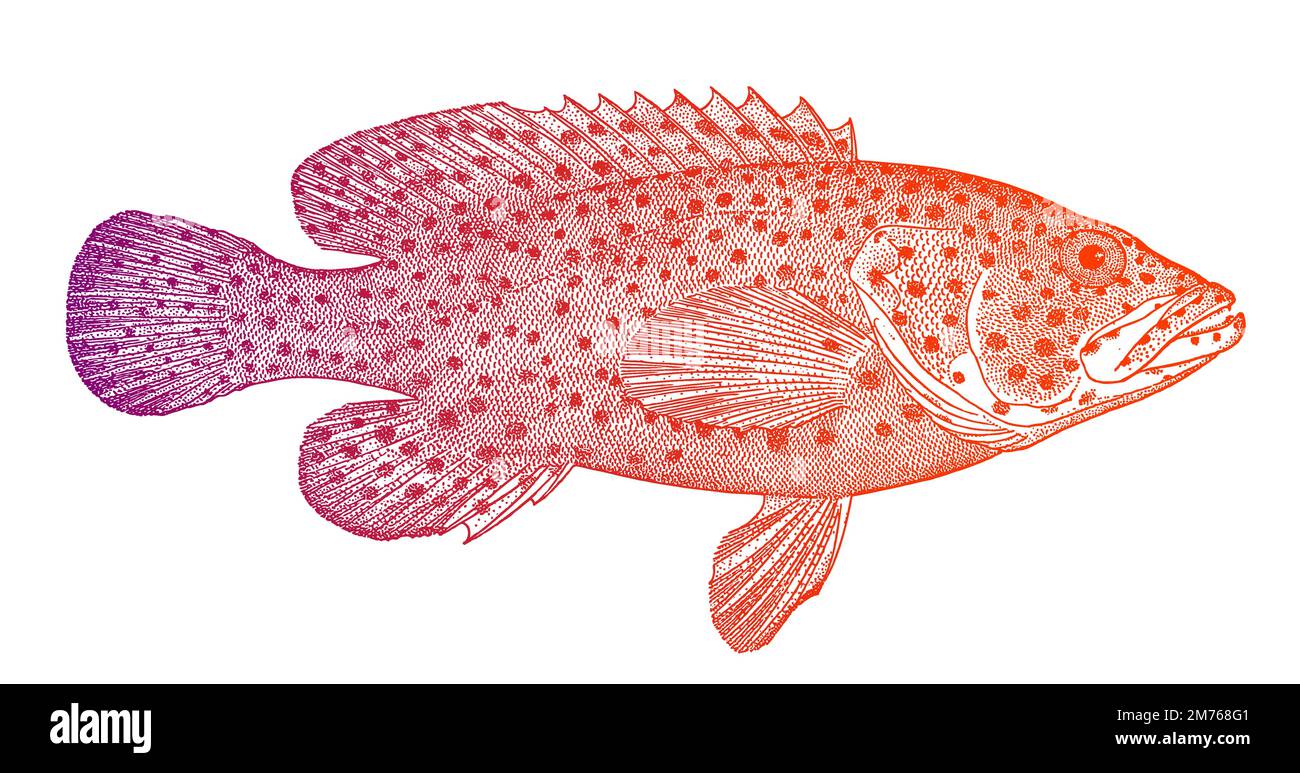 Live tropical marine fish sales