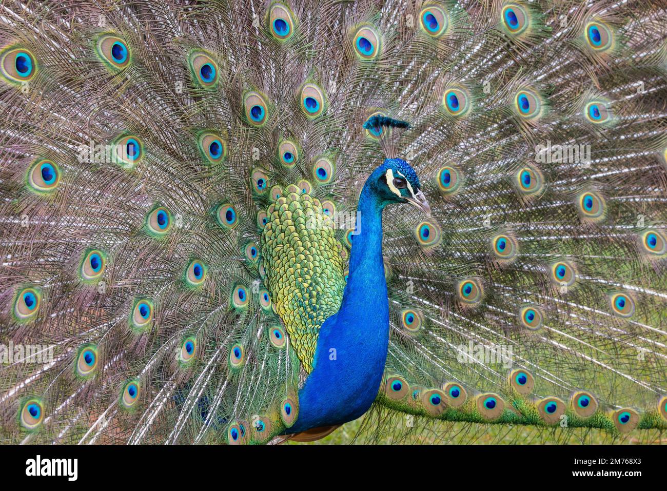 Indian Peafowl or Pavo cristatus or Indian Peacock at Gorumara national  park, Dooars, West Bengal, India Stock Photo - Alamy