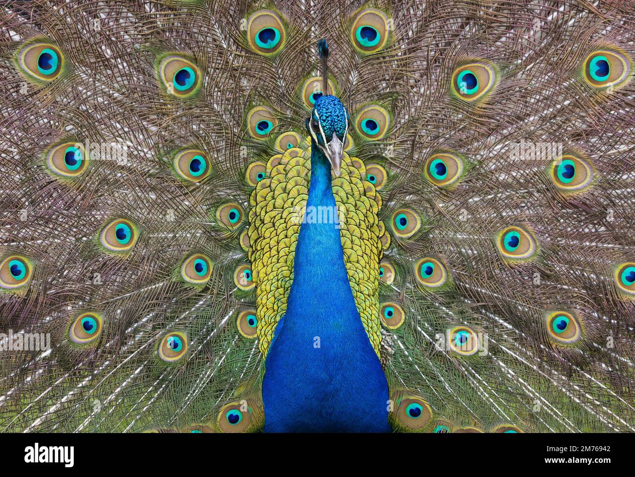 Male Blue [ or Indian ] Peafowl [ Pavo cristatus ] displaying Stock