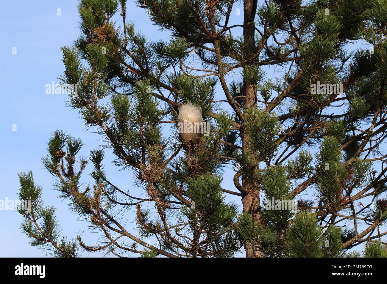 Caterpillars in nest hi-res stock photography and images - Alamy