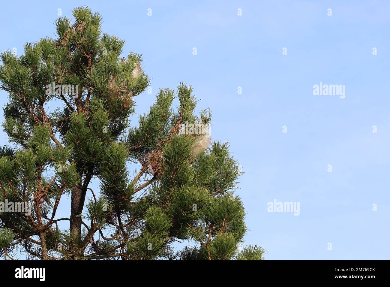 Caterpillars in nest hi-res stock photography and images - Alamy
