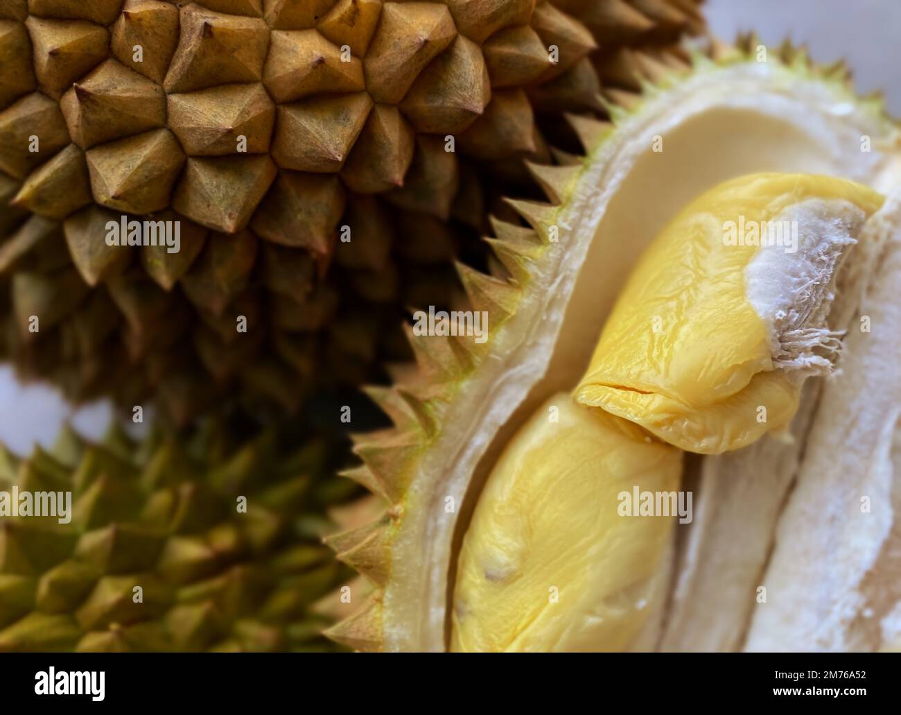 Fresh and ripe durian fruit. Durian (Durio) is a tropical plant