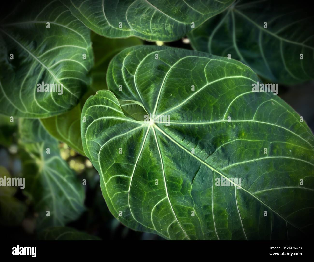 Fresh and large leaves of Anthurium crystallinum are perfect for the background. Anthurium crystallinum is a type of plant from the taro tribe, including the Araceae family. Stock Photo