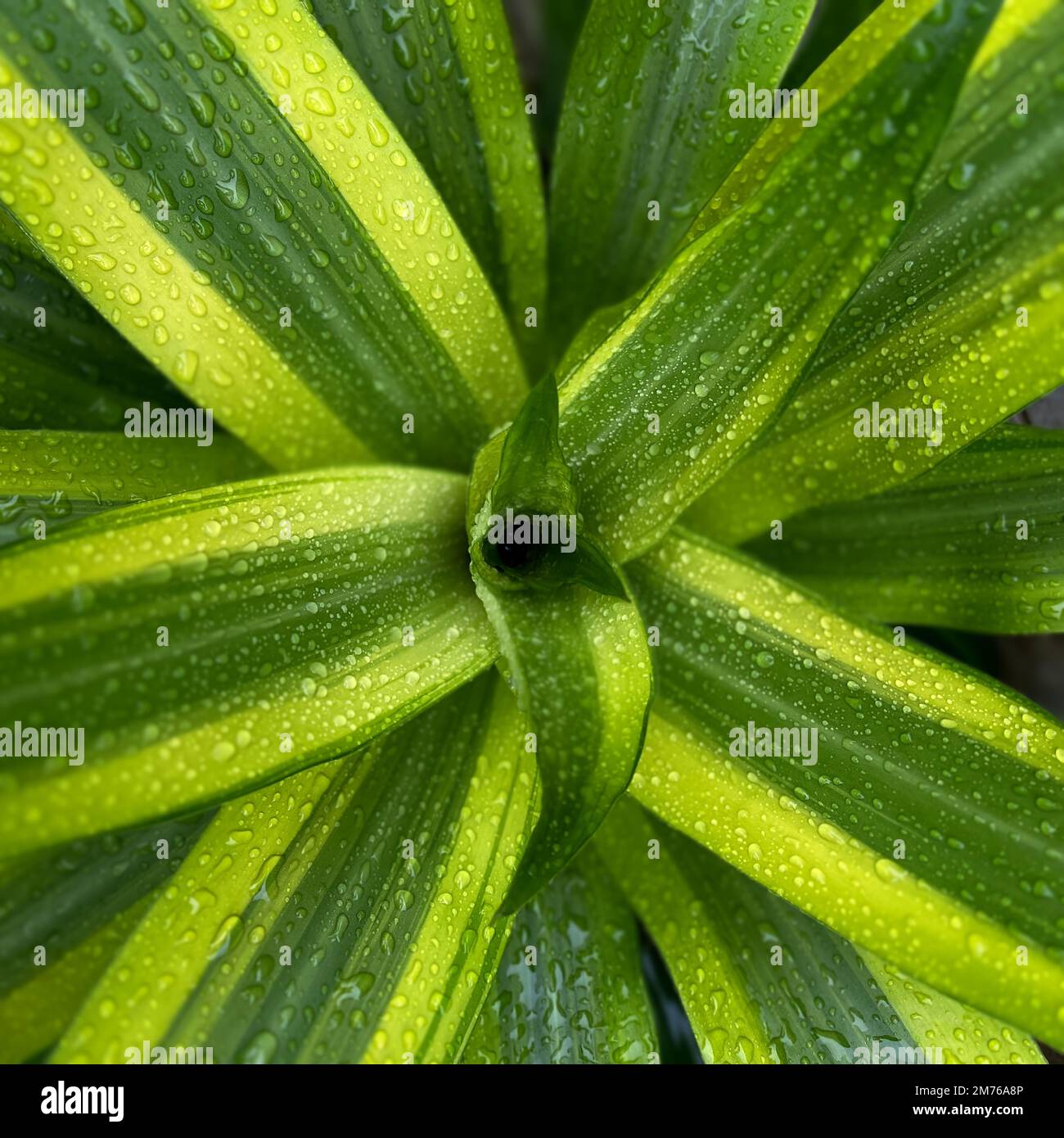 Beautiful Dracaena fragrans plant. Dracaena fragrans with fresh and water drop in leaves. close up of Dracaena fragrans plant Stock Photo
