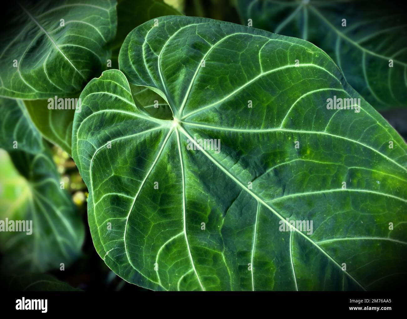 Fresh and large leaves of Anthurium crystallinum are perfect for the background. Anthurium crystallinum is a type of plant from the taro tribe, including the Araceae family. Stock Photo