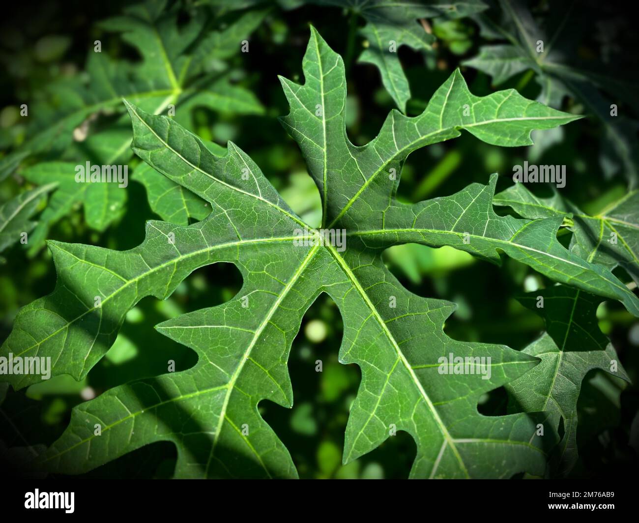 Chaya Facts And Health Benefits, 52 OFF