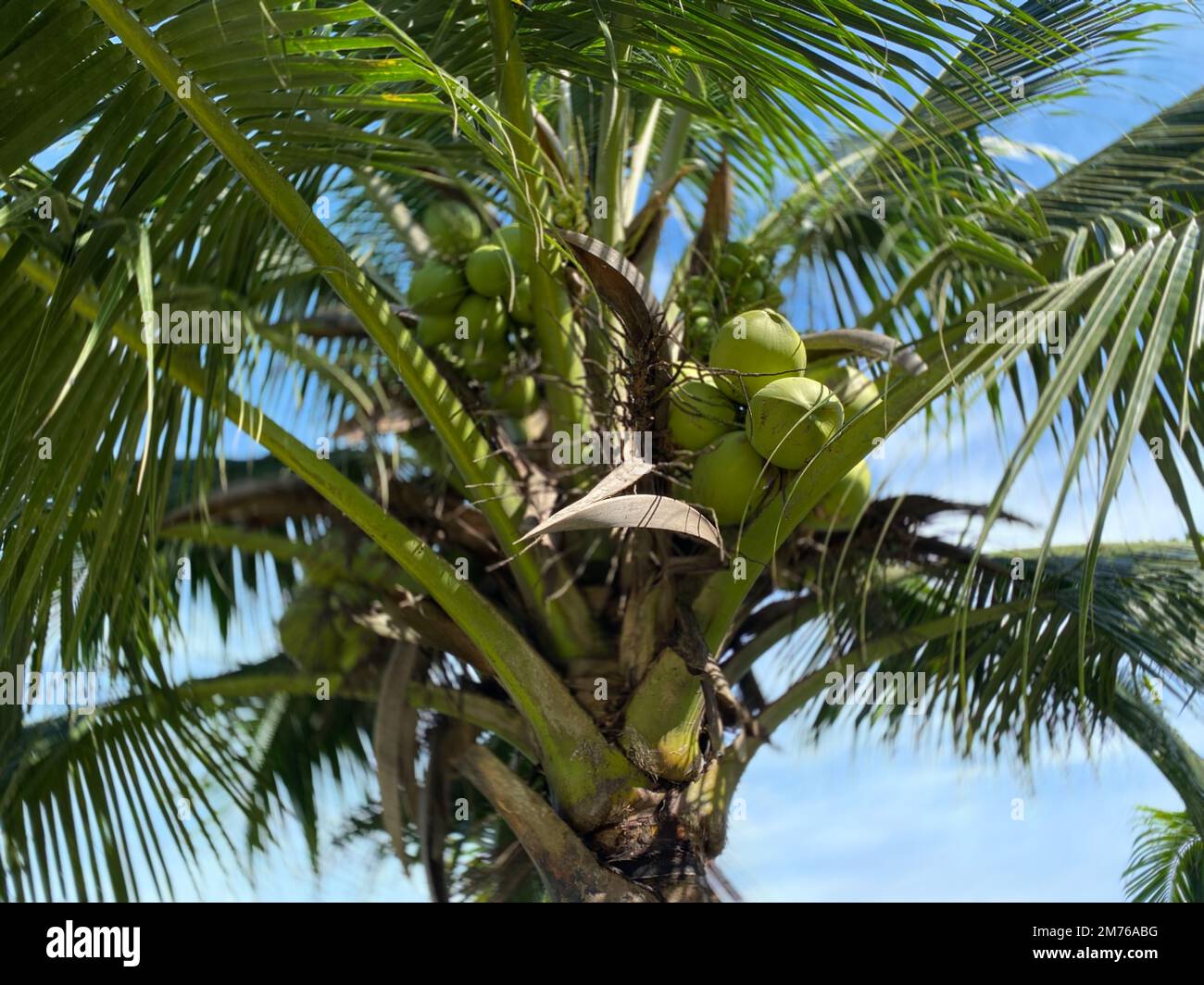 coconut tree. Fresh coconut on the tree. coconut fruit Stock Photo Alamy