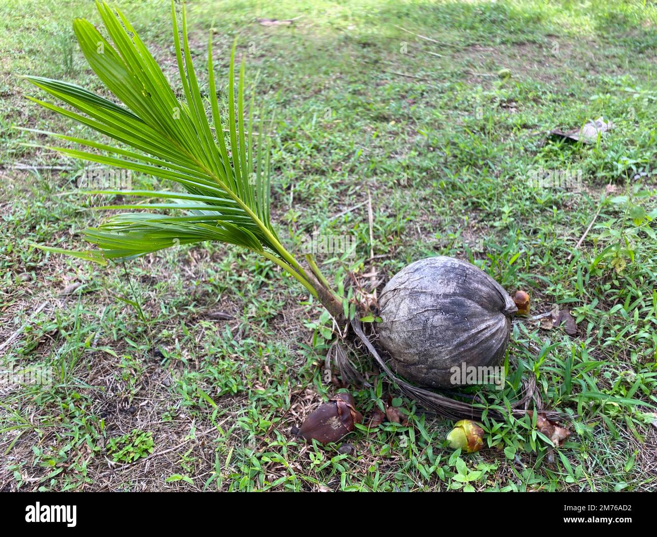 coconut tree seeds. coconut tree Stock Photo