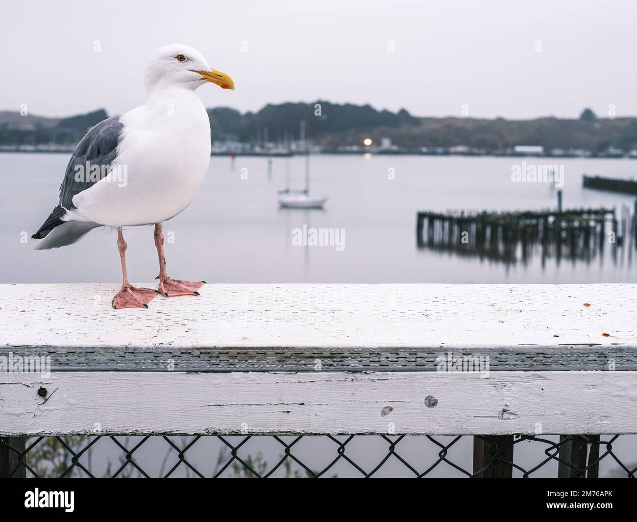Pacific Seagull on the railings in Bodega Bay; a winters days with an overcast background, California Stock Photo