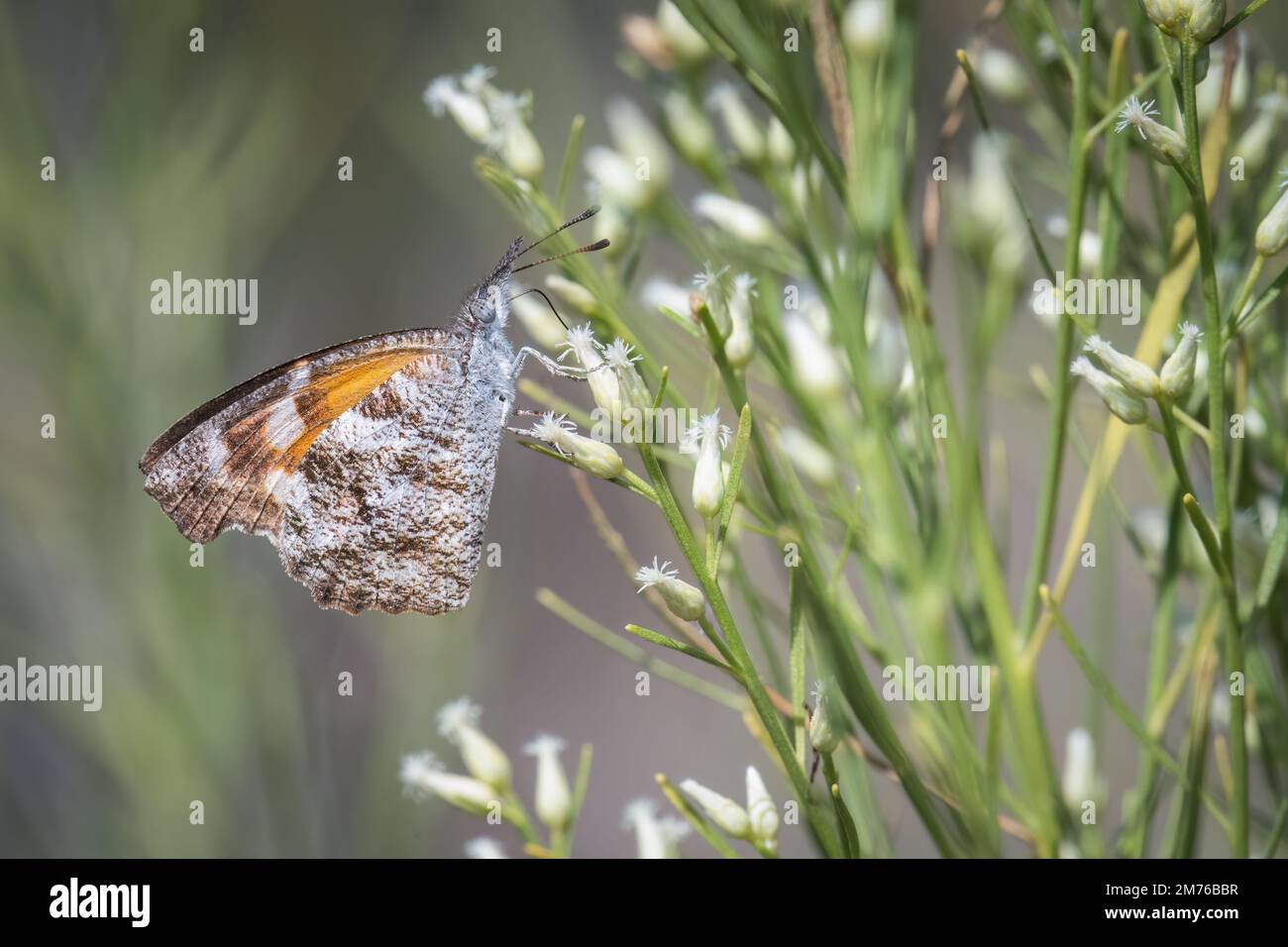 An American snout butterfly feeds on a budding baccharis plant during a migration at Stone Oak Park in San Antonio, Texas. Stock Photo