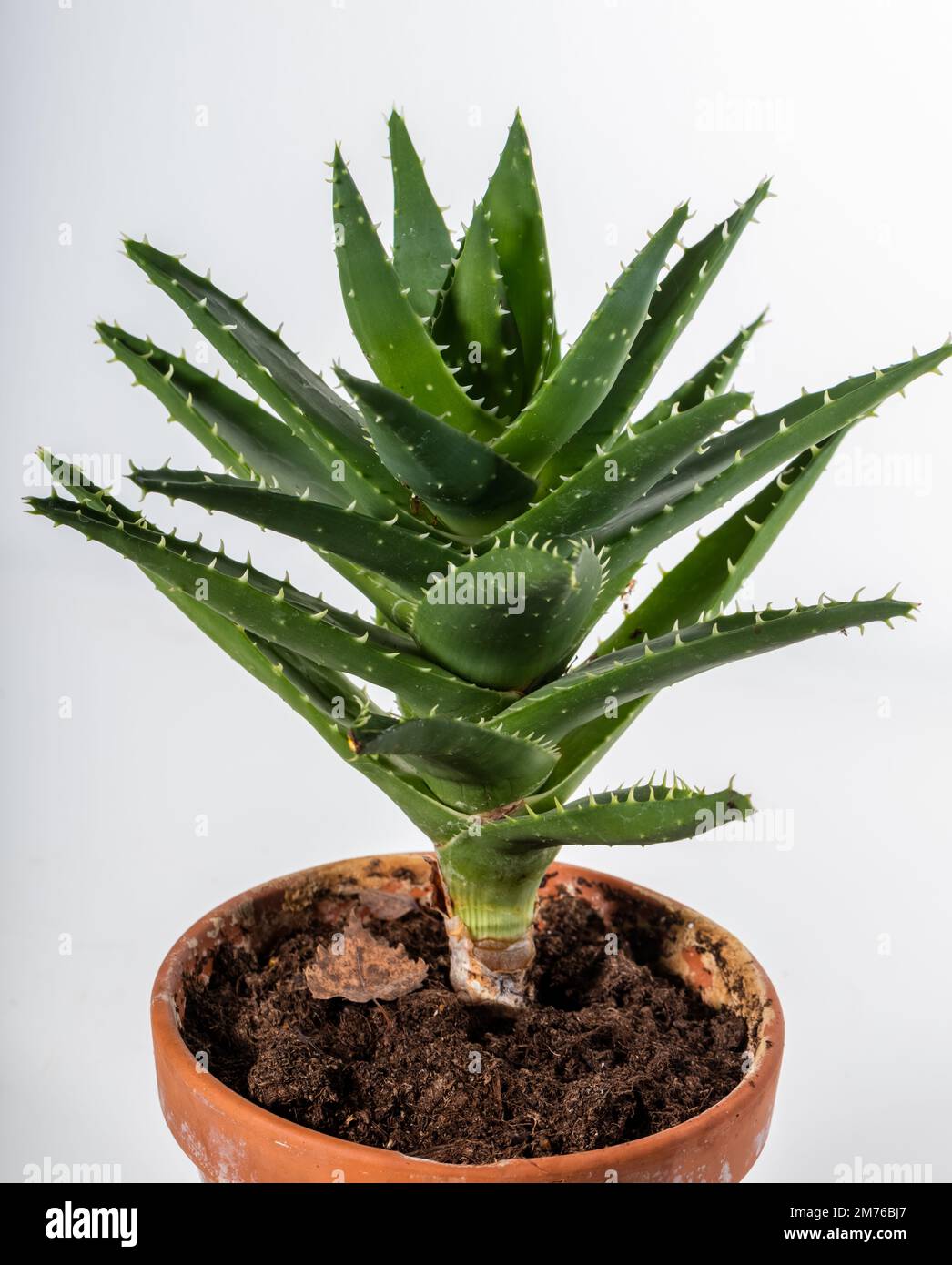 Short-leaved Aloe, Kortbladig aloe (Aloë brevifolia) Stock Photo